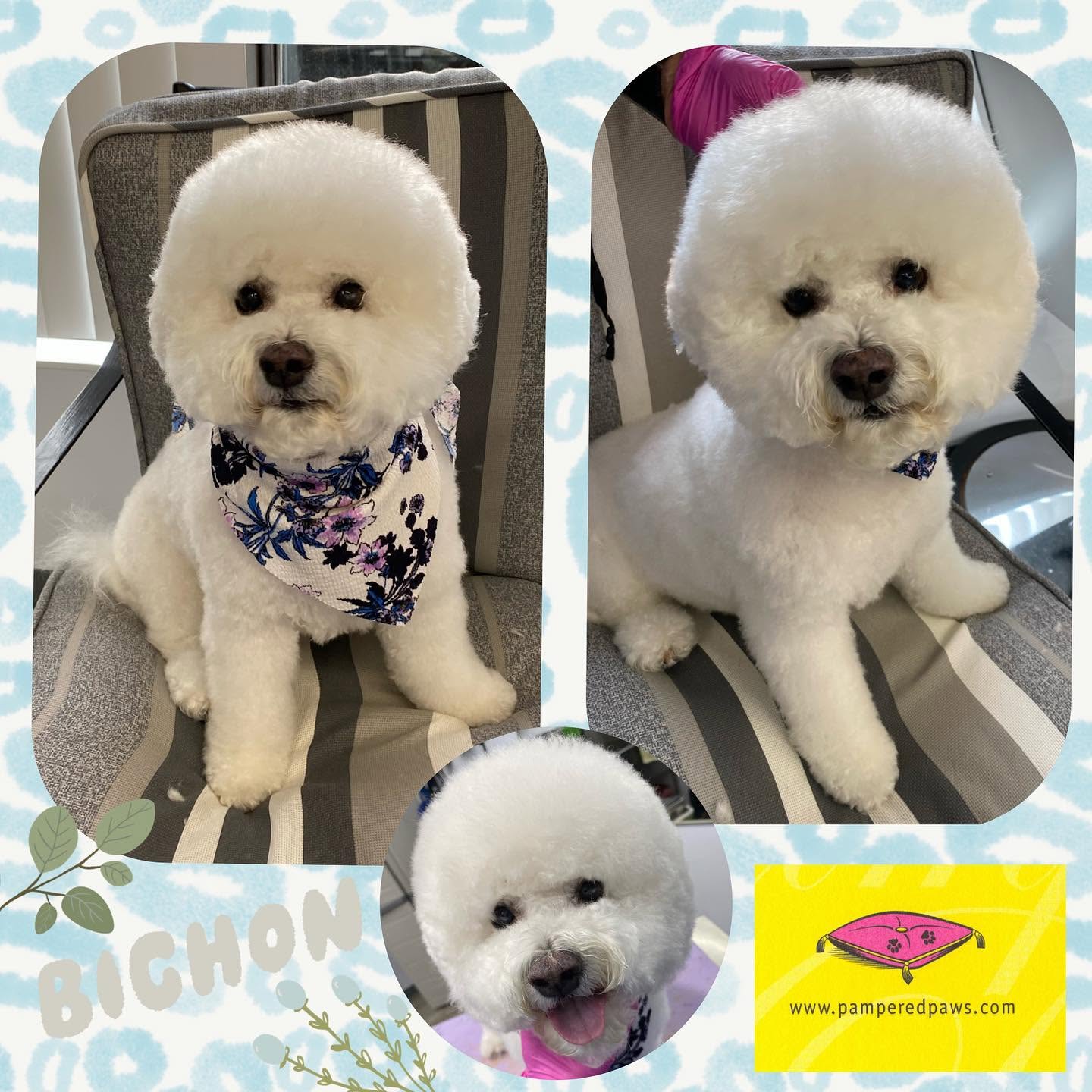 Bichon