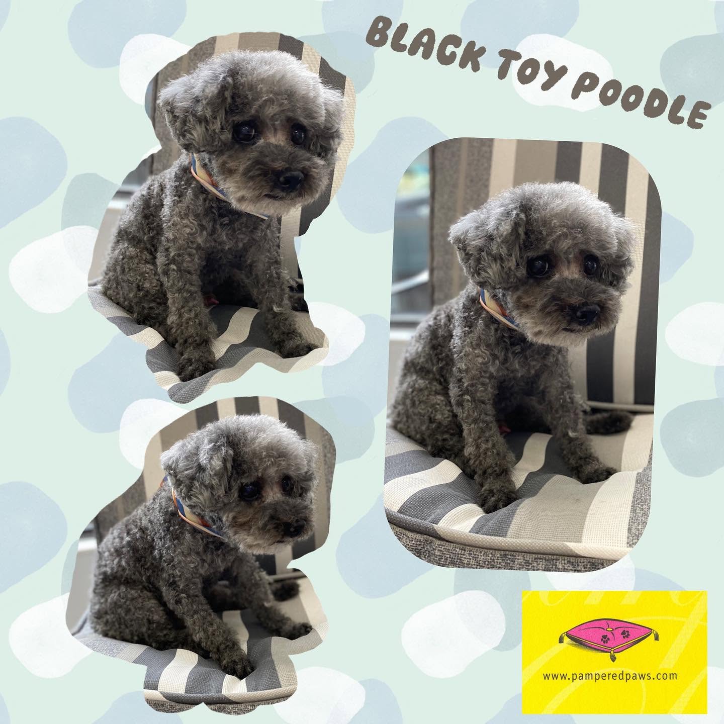 Black Toy Poodle