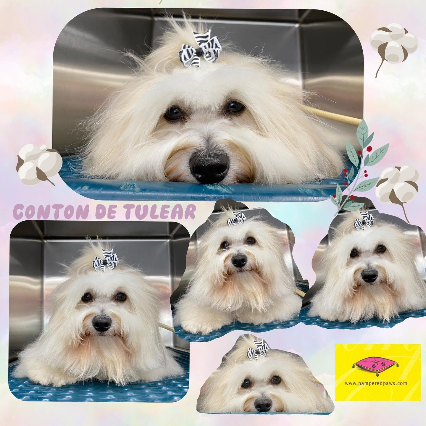 Coton