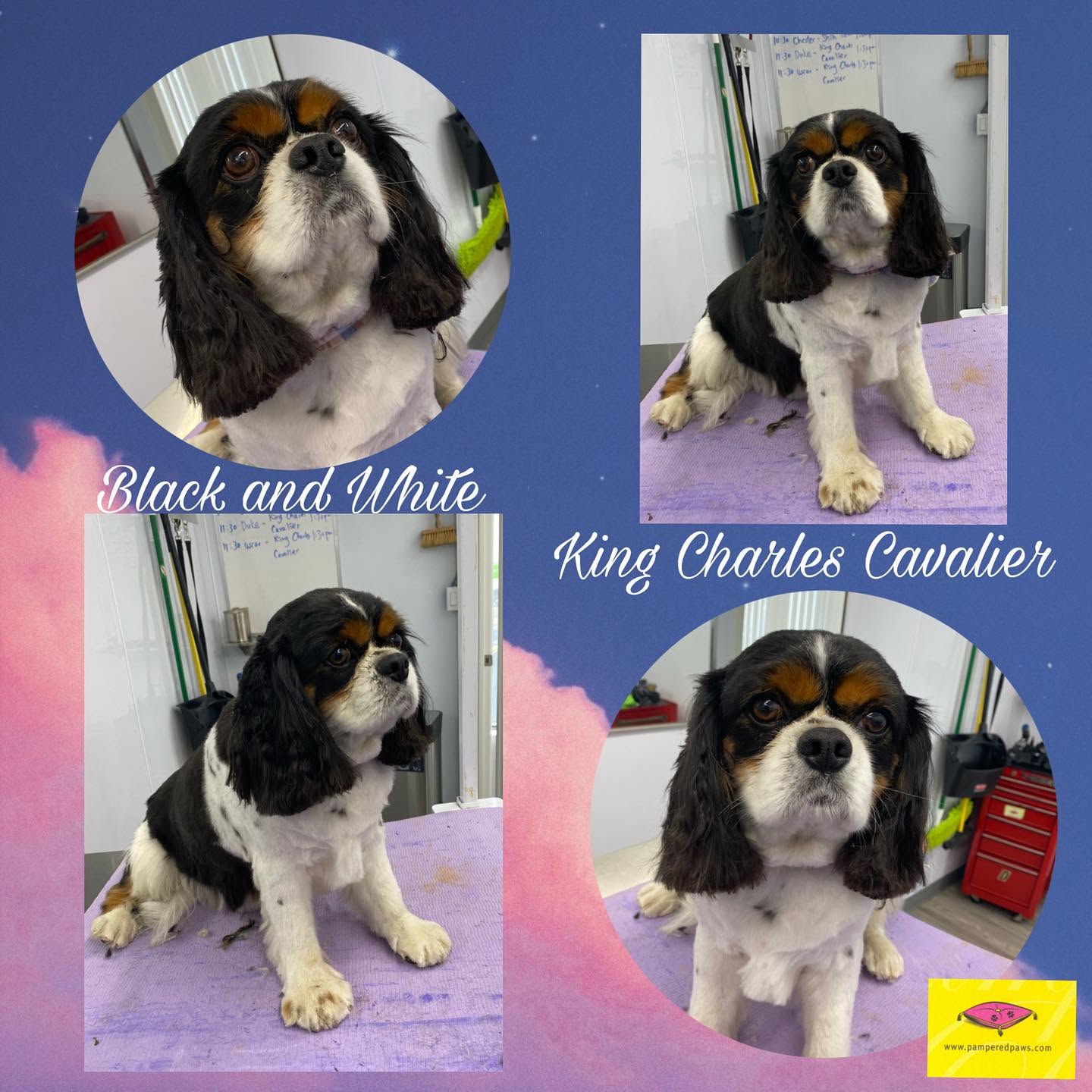 King Charles