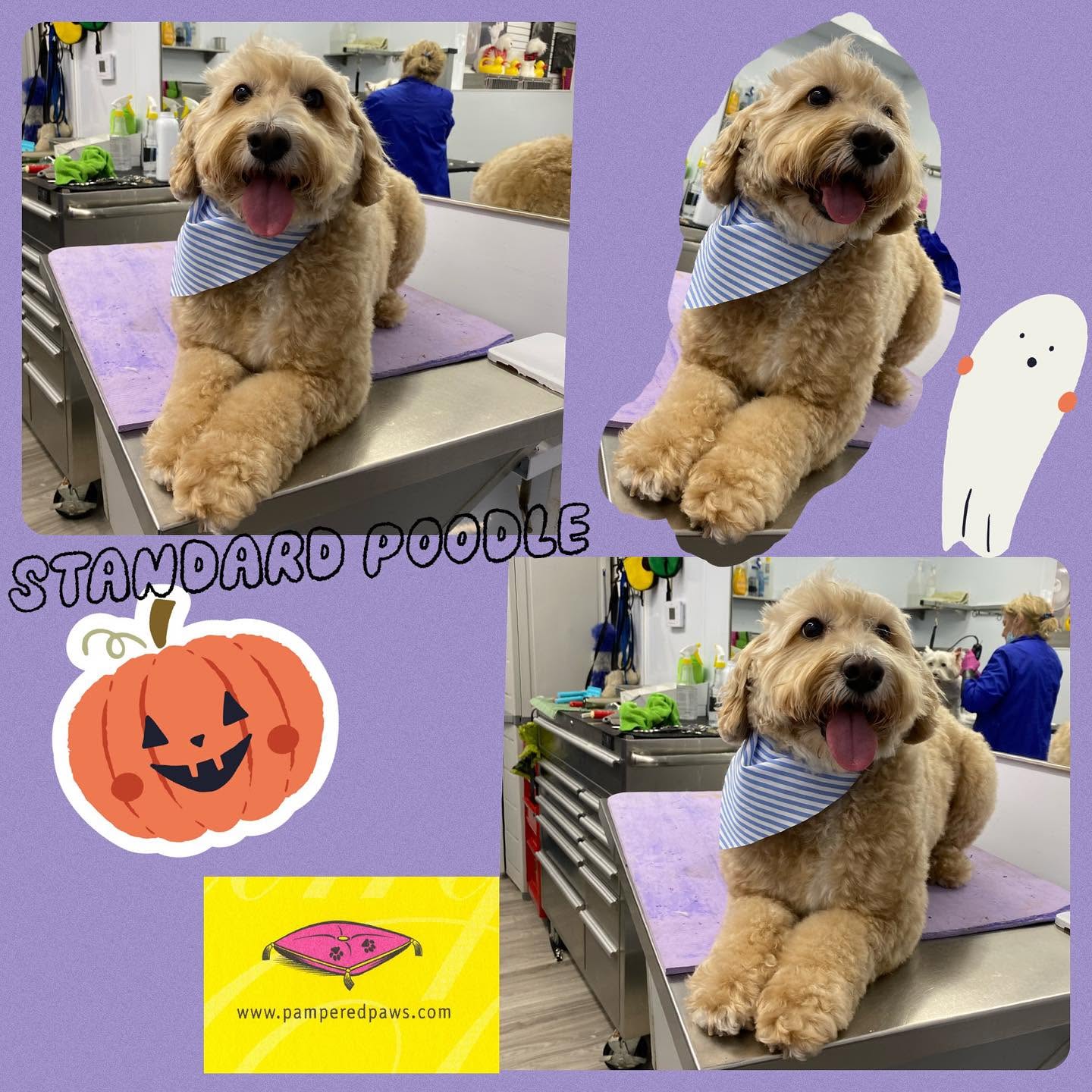 Standard Poodle