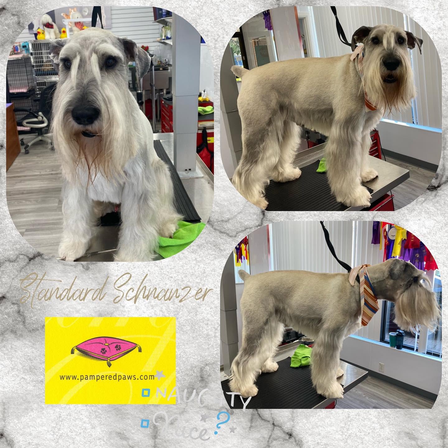 Schnauzer